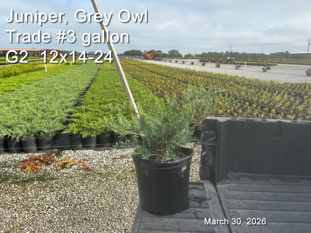 gallery/jgo3t g2 mar30.jpg